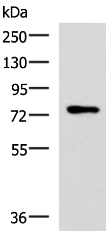L3MBTL2 antibody