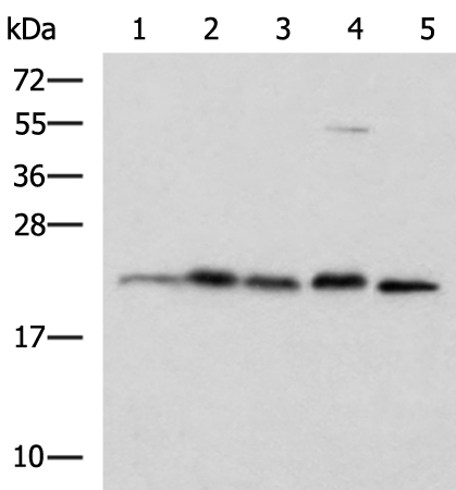 HPCAL1 antibody