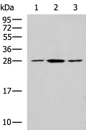 CLTB antibody