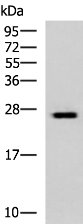 GINS3 antibody