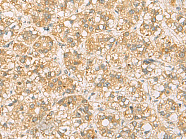 FAAP100 antibody