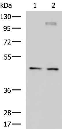 DNAJA4 antibody