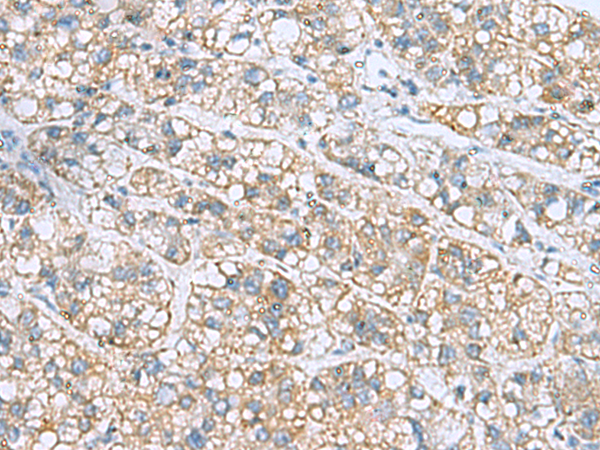 NANP antibody