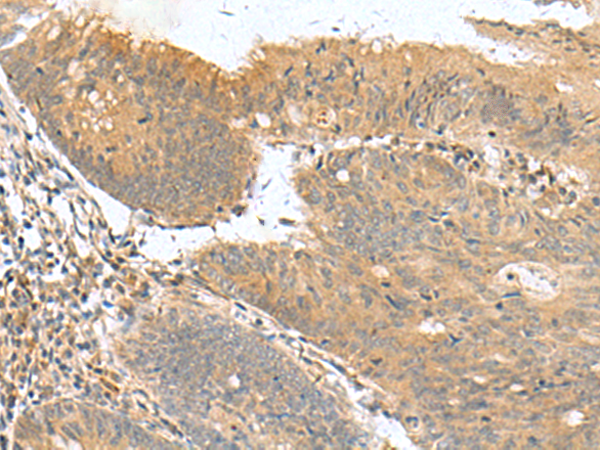 HHIPL2 antibody