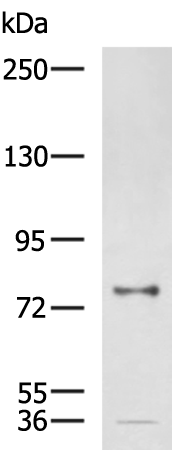 CNST antibody