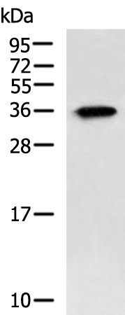 SPACA1 antibody