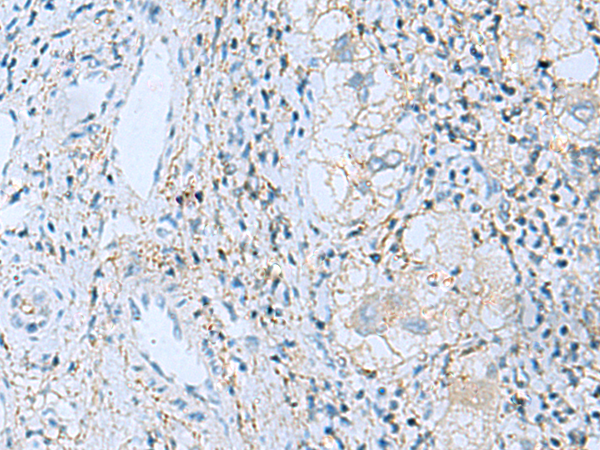 EMILIN1 antibody