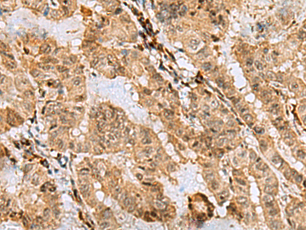 ASNA1 antibody
