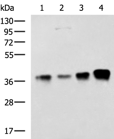THOC3 antibody