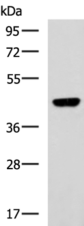 GNAI1 antibody
