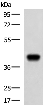 FCRLA antibody