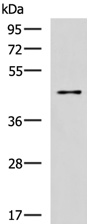 SLC30A3 antibody