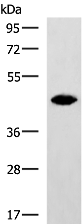 CRACR2A antibody