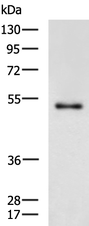 ARMT1 antibody