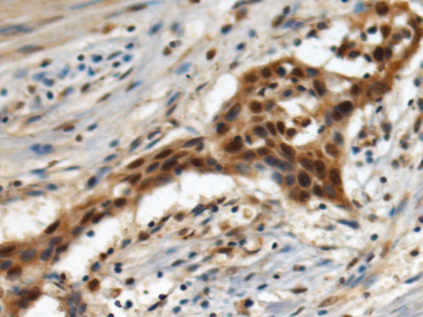 EIF3G antibody