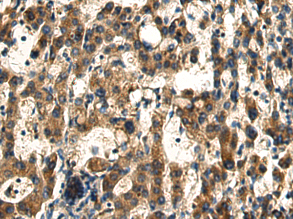 DNAJC24 antibody