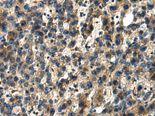 DUSP15 antibody