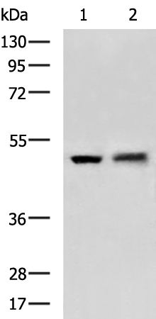FARS2 antibody