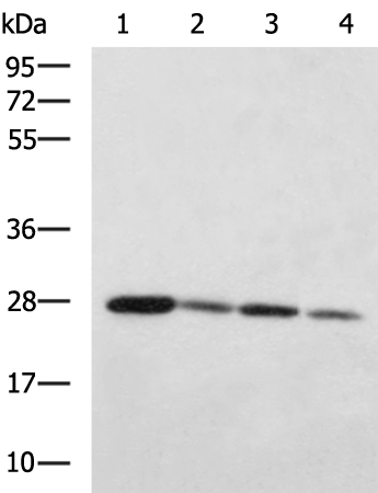 IDI2 antibody