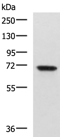 EBF3 antibody