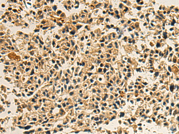 ERMAP antibody