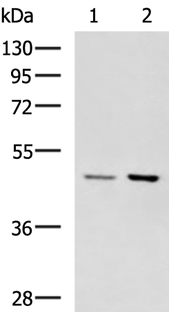 GSDMA antibody