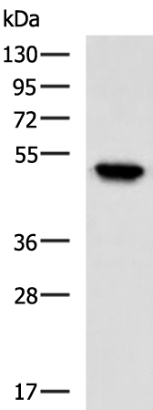 IQCC antibody