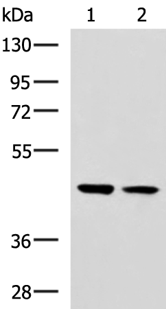 GLT8D1 antibody