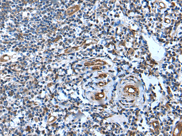 USP37 antibody