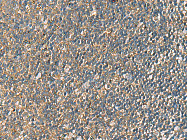 CEP131 antibody