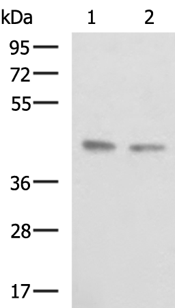 BRIX1 antibody