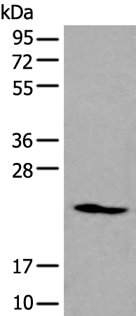 ARL1 antibody