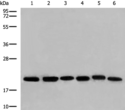 ARF3 antibody