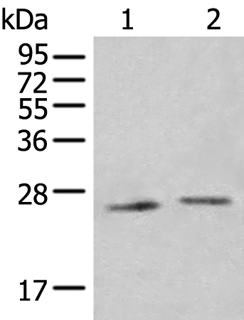 IL34 antibody