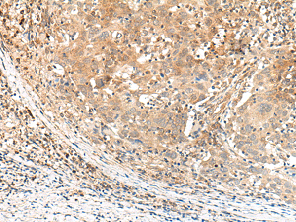 KCNA10 antibody