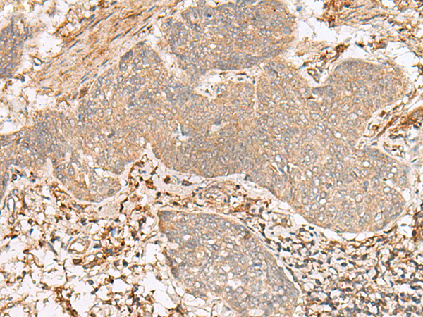 FBXW8 antibody