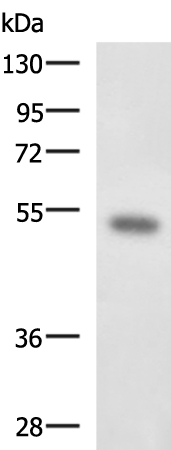 FOXQ1 antibody