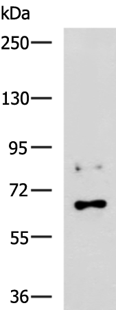 GRHL1 antibody