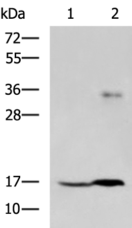 TMEM42 antibody