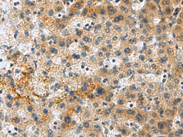 PLIN4 antibody