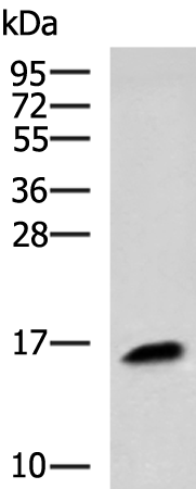 KRTAP1 antibody