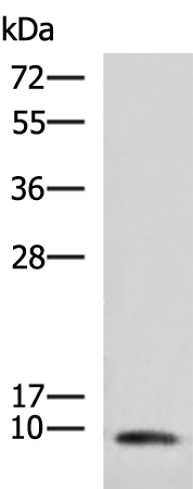 COX7A2 antibody