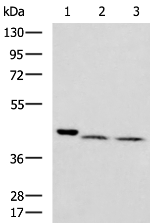 ATP1B4 antibody