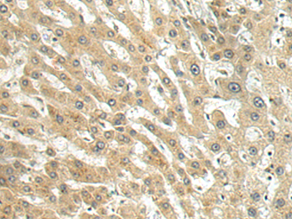 DCAF1 antibody