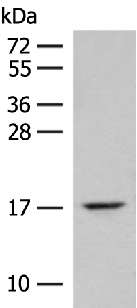 ISCU antibody