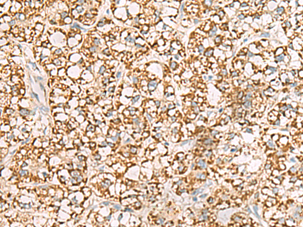ISOC2 antibody