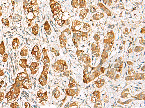 RIMS3 antibody