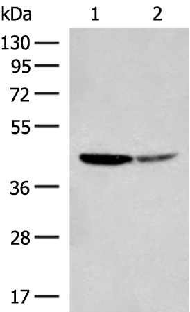 AARSD1 antibody