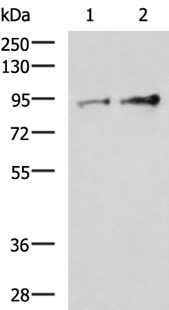 TTC14 antibody