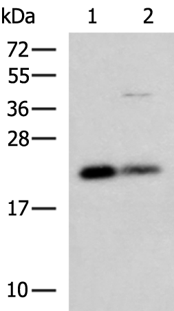 CSRP2 antibody